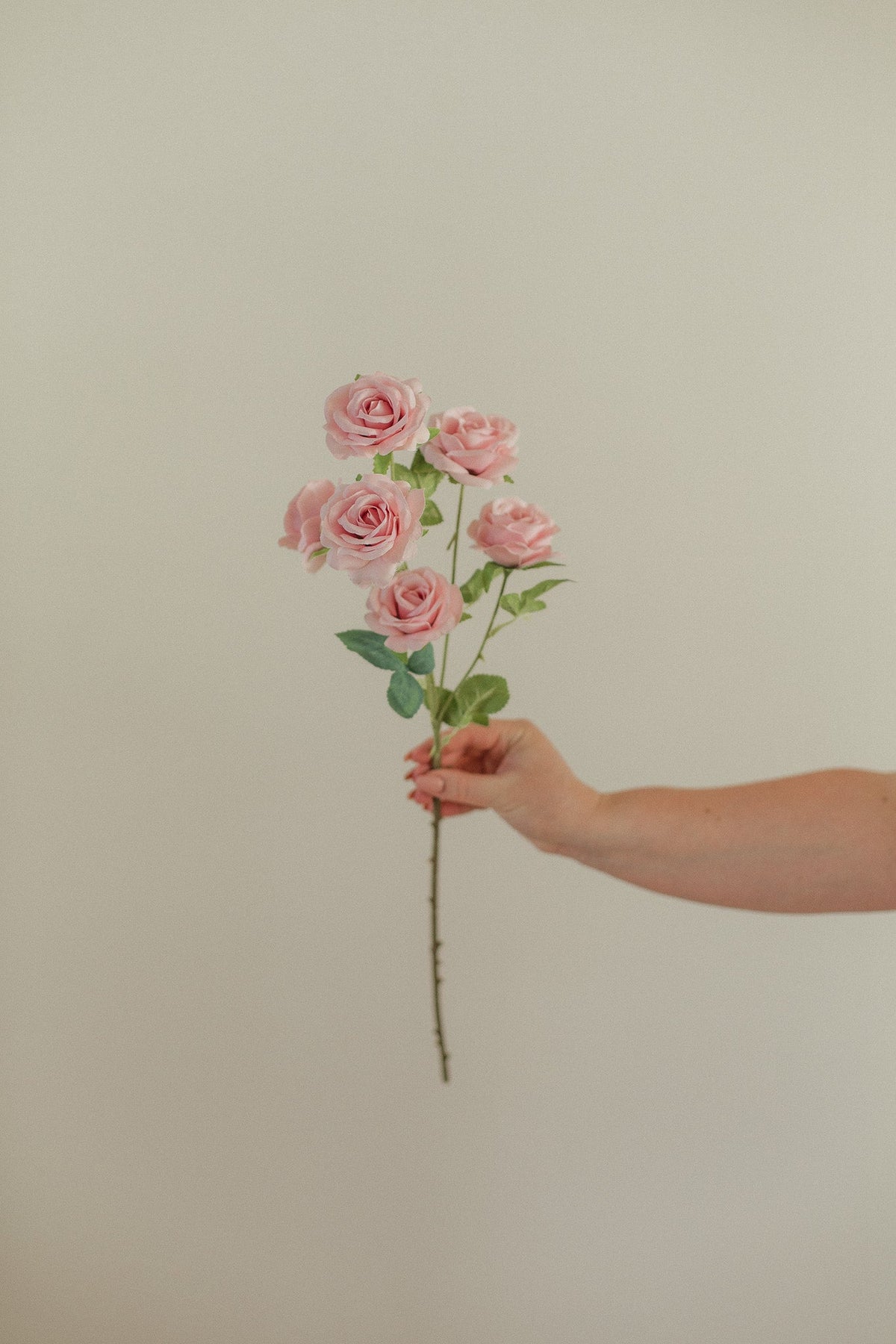 Petite tige de rose