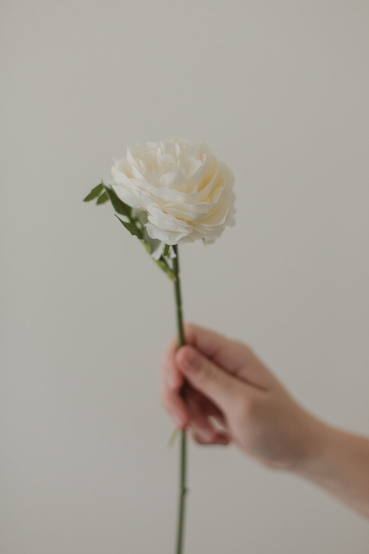 English Rose