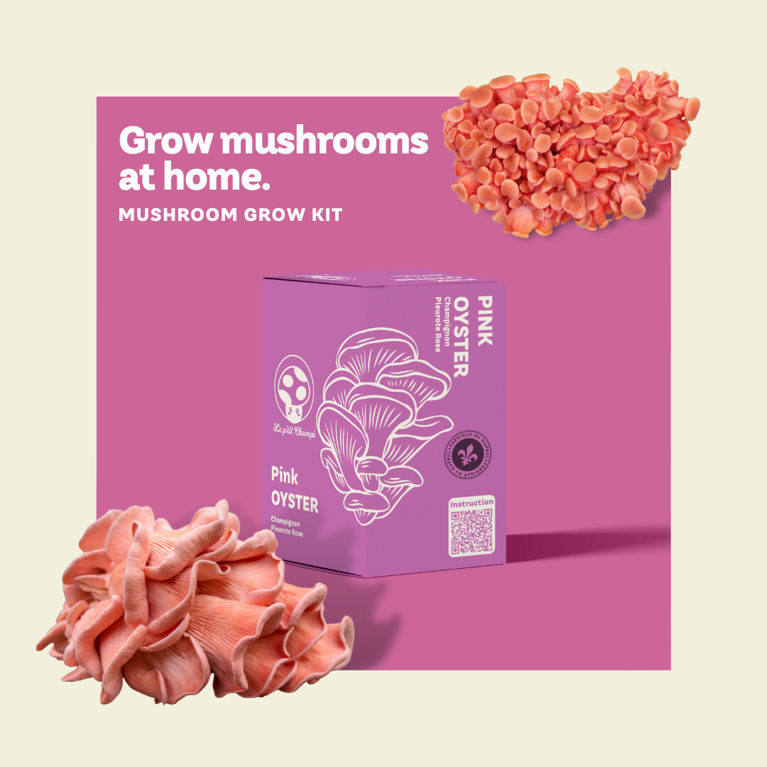 Kit de pleurotes roses