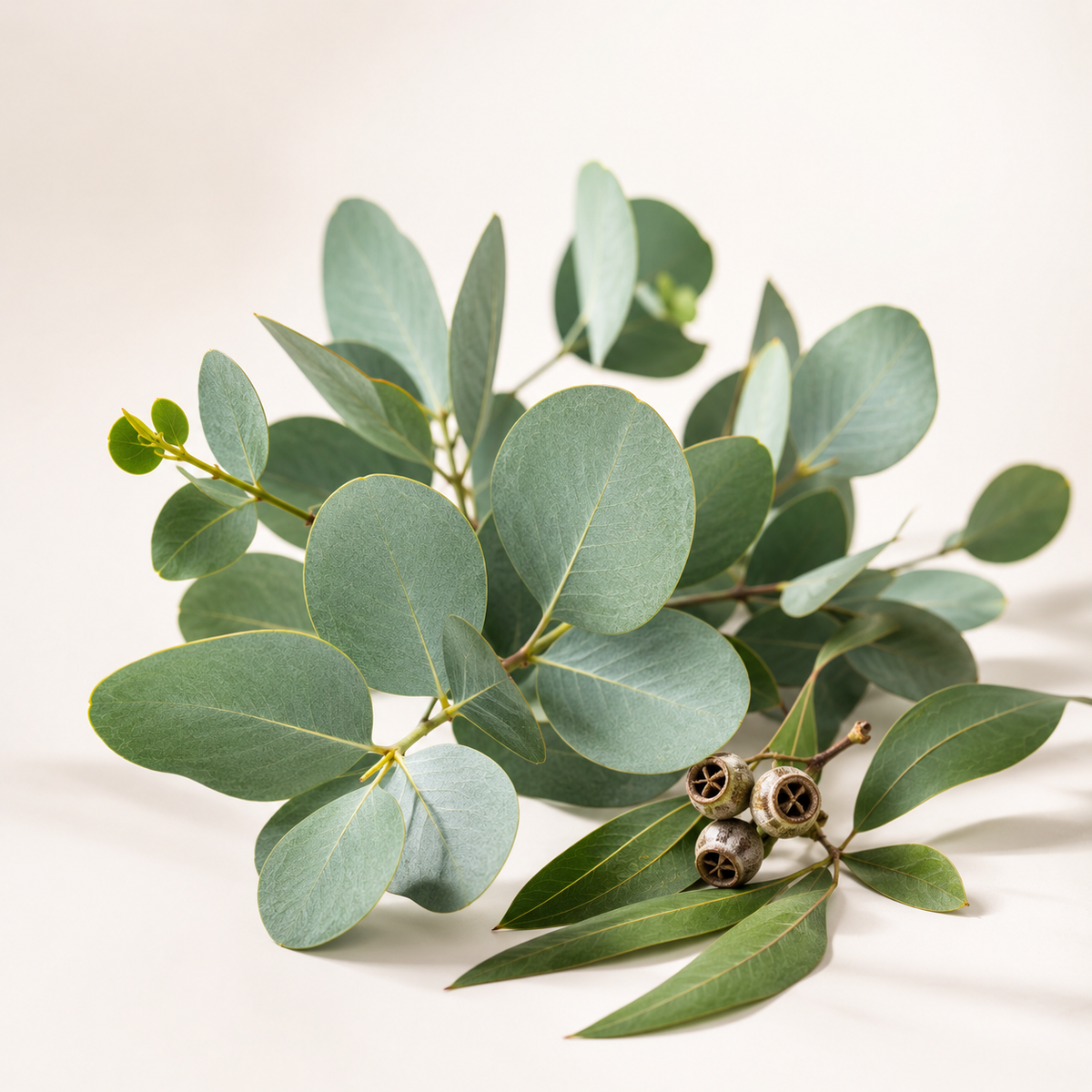 Floral #08 Eucalyptus Incense Sticks