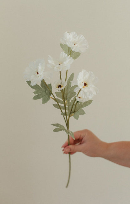 Nouvelle Tige Cosmos