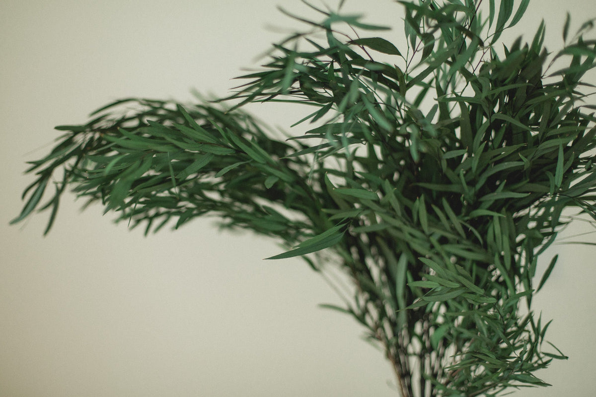Italian Willow