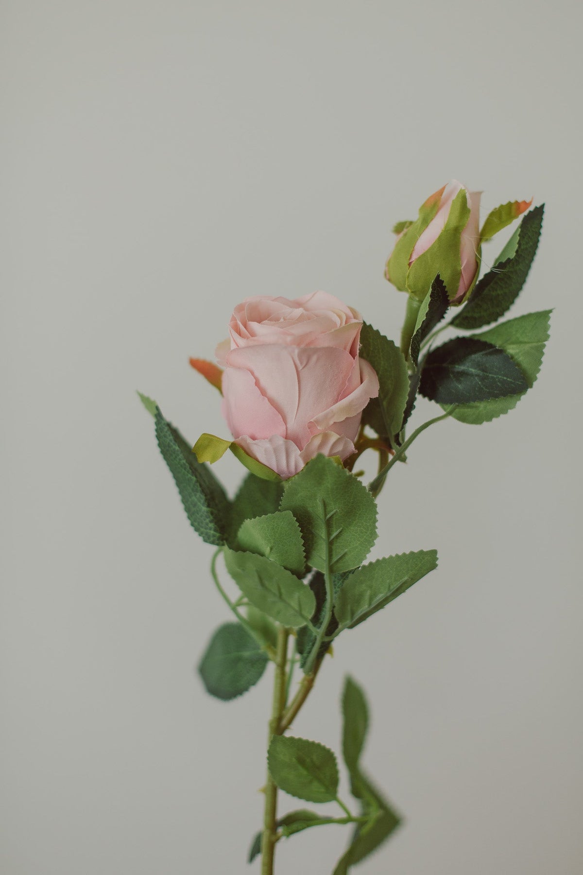 Rose classique