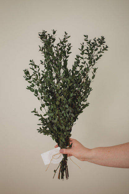 Saule court italien (Parvifolia)