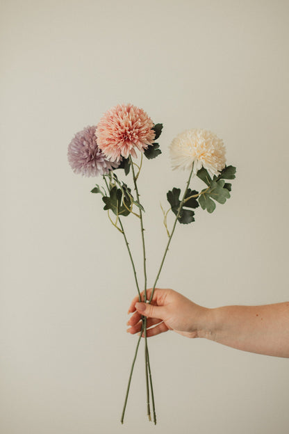 Chrysanthemum