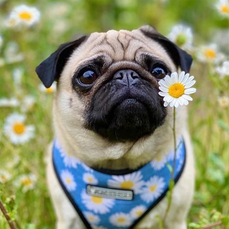 Daisy Harness