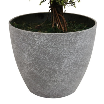 Buis topiaire en pot Jacob (plusieurs tailles)