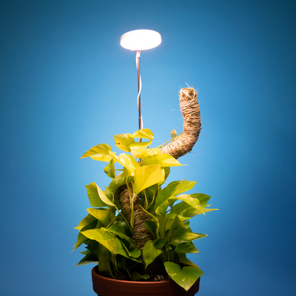 The Original Bendable Moss Pole™ - Best Seller (Pins Included)