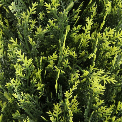 Buis topiaire en pot Jacob (plusieurs tailles)