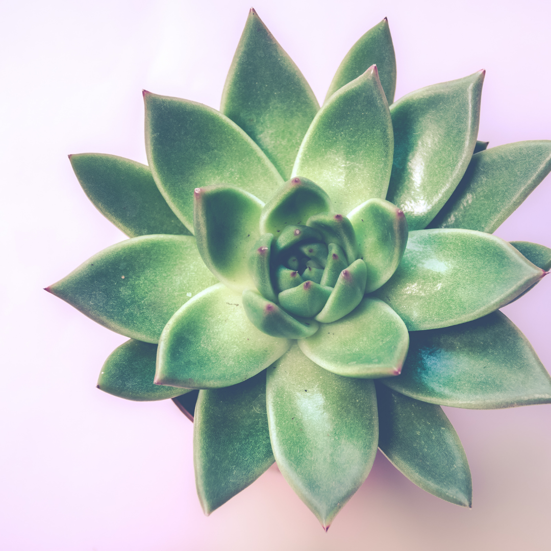 30 succulentes assorties colorées de 3,8 cm - Cadeaux pour événements