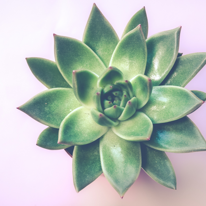 30 succulentes assorties colorées de 3,8 cm - Cadeaux pour événements
