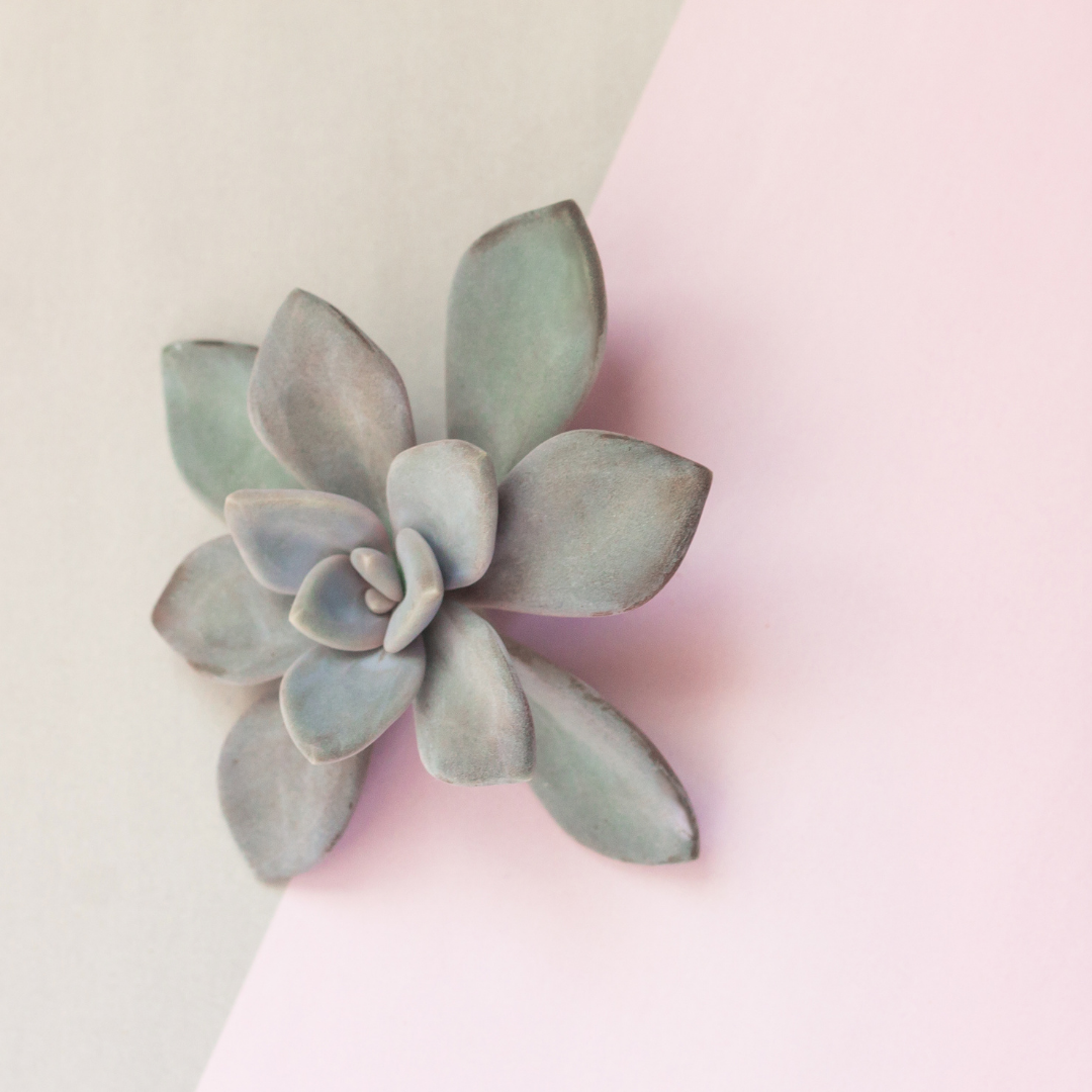30 succulentes assorties colorées de 3,8 cm - Cadeaux pour événements