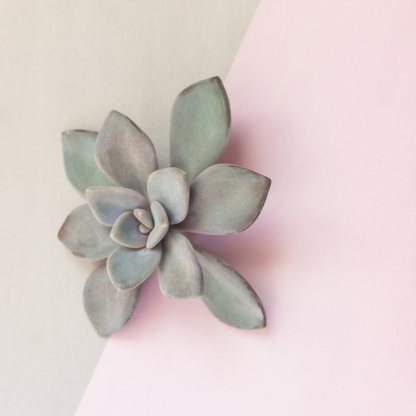 30 succulentes assorties colorées de 3,8 cm - Cadeaux pour événements