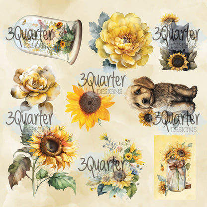 Élixir de tournesol, paquet de 6 x 6