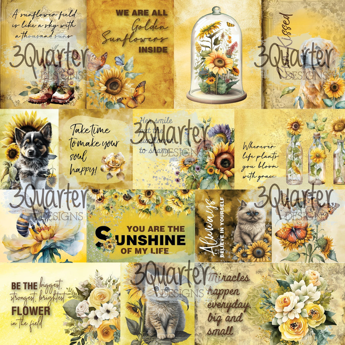 Élixir de tournesol, paquet de 6 x 6