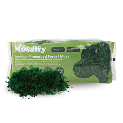 Premium Preserved Forest Moss