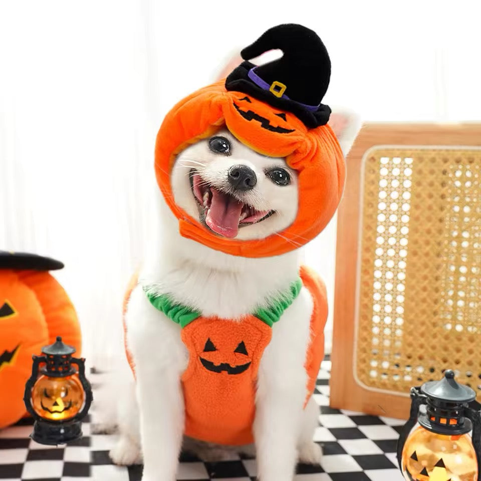 Pumpkin Dog Halloween Costume | Dog Costume for Halloween