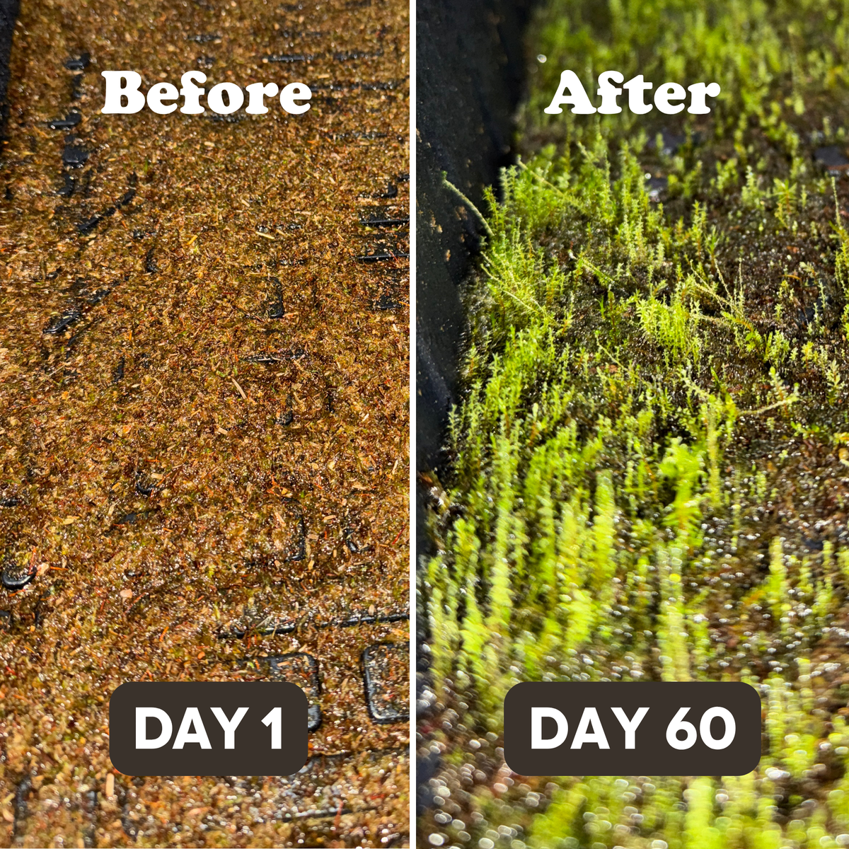 Native Boreal Mix Growable Moss for the Shade
