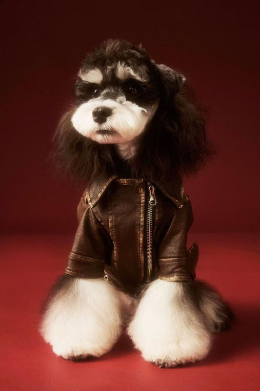 Veste pour chien Lenny | Veste pour chien par temps froid