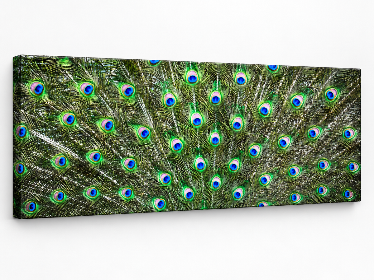 Peacock Feathers | Nature Canvas Wall Art
