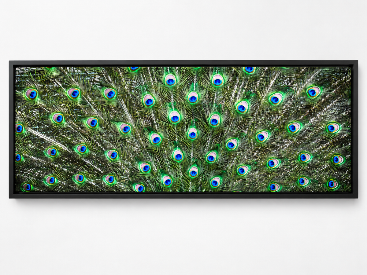 Peacock Feathers | Nature Canvas Wall Art
