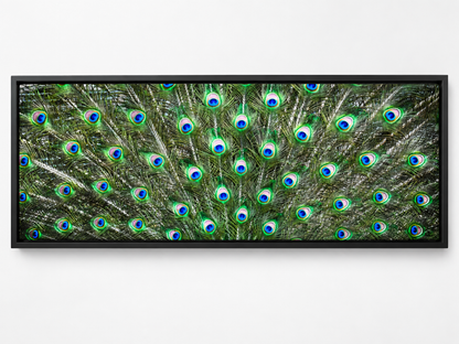 Peacock Feathers | Nature Canvas Wall Art