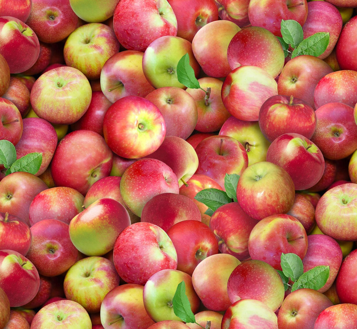 Elizabeth's Studio- Food Festival- 641Mutli - Mcintosh Apples