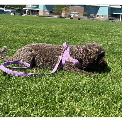 Harnais pour chien Mauve en un clic