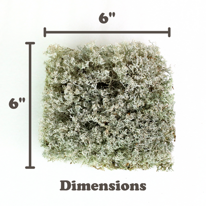 Lichen - Revita-Moss (Cladonia arbuscula)