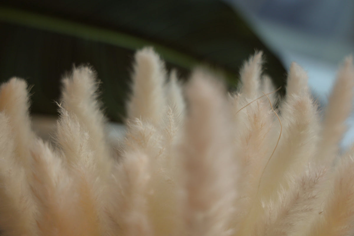 Beige Pampas Bouquet 26'' (Set Of 30)