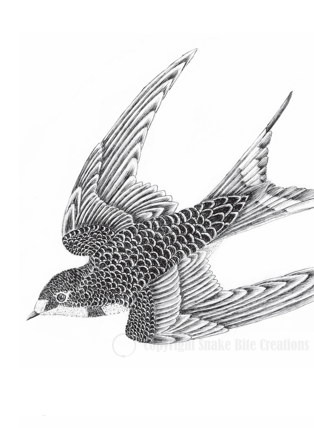 Swallow Card