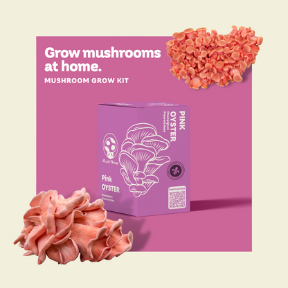 Kit de pleurotes roses