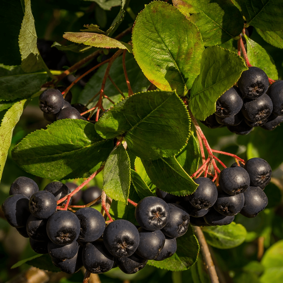 Aronia | Baie entière séchée (Aronia melanocarpa)