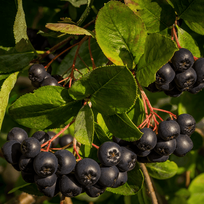Aronia | Baie entière séchée (Aronia melanocarpa)