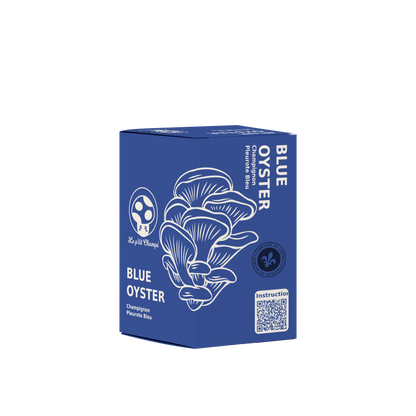 Kit de pleurotes bleus