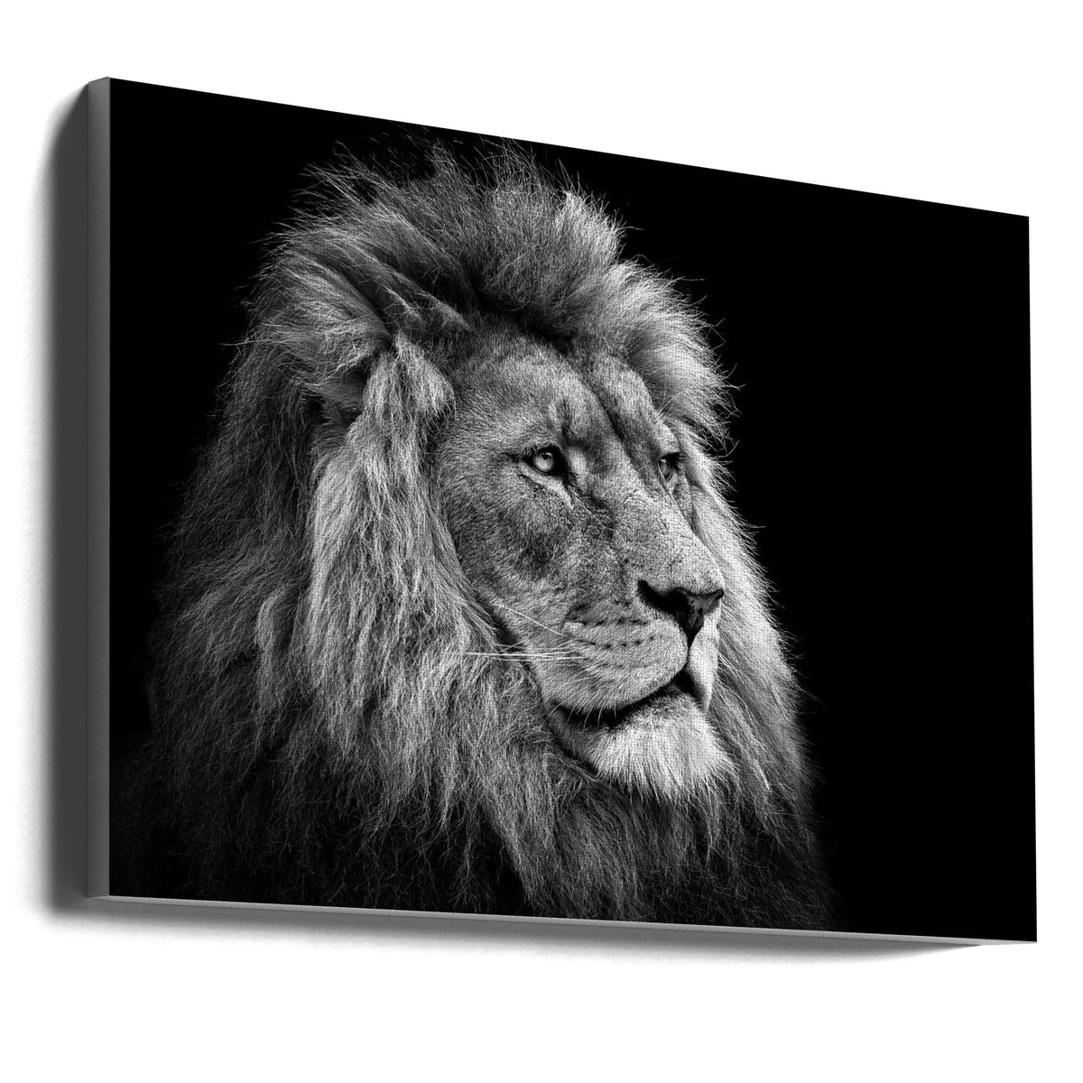 Black and White Lion in Side Profile Canvas Wall Art