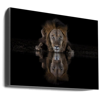 Lion Drinking with a Dark Water Reflection Canvas Wall Art | A Lion at The Night