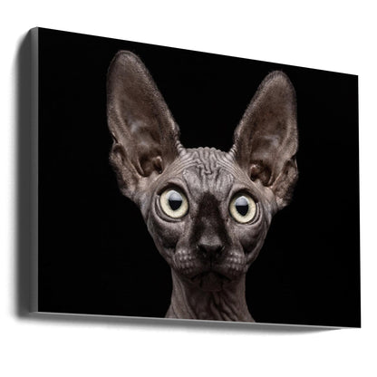 Wall art Sphynx Cat