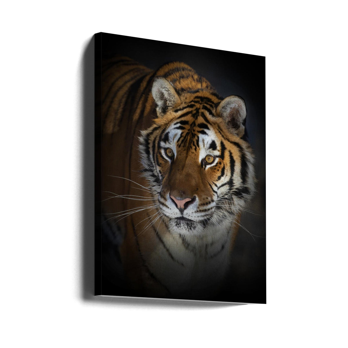 Siberian Tiger Close-Up Portrait Canvas Wall Art