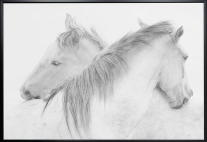 Horses