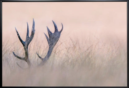 Wall art Hide & Seek ( Horn of Stag)