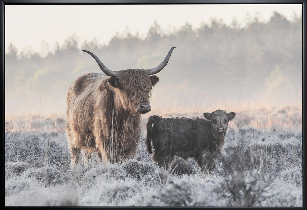 Wall art Highlander and Calf