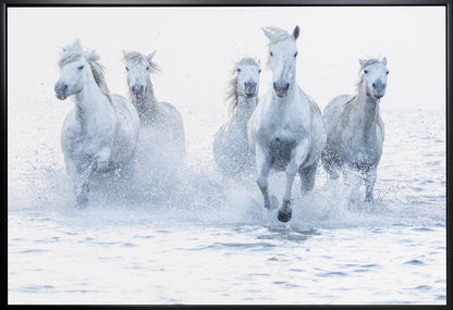White Horses Running Through Water Canvas Wall Art | Horses on the Run