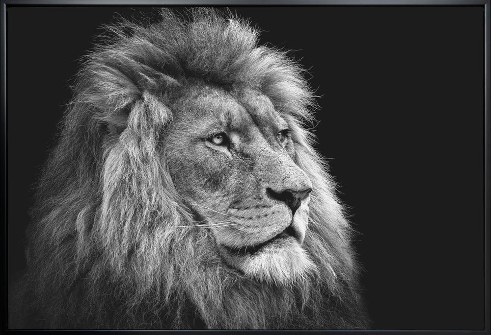 Black and White Lion in Side Profile Canvas Wall Art