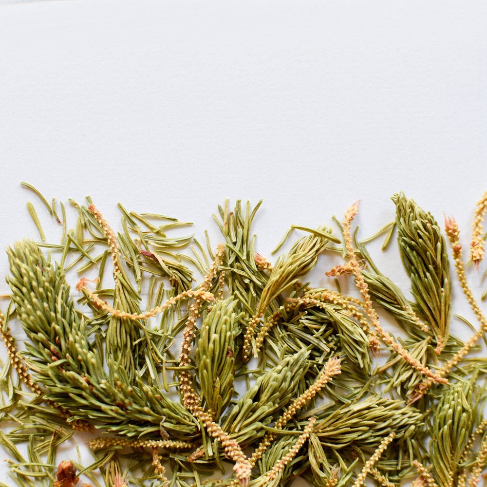 Épinette noire | Pousse entière séchée (Picea mariana)