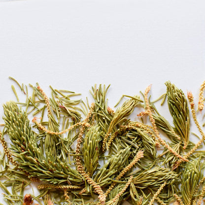 Épinette noire | Pousse entière séchée (Picea mariana)