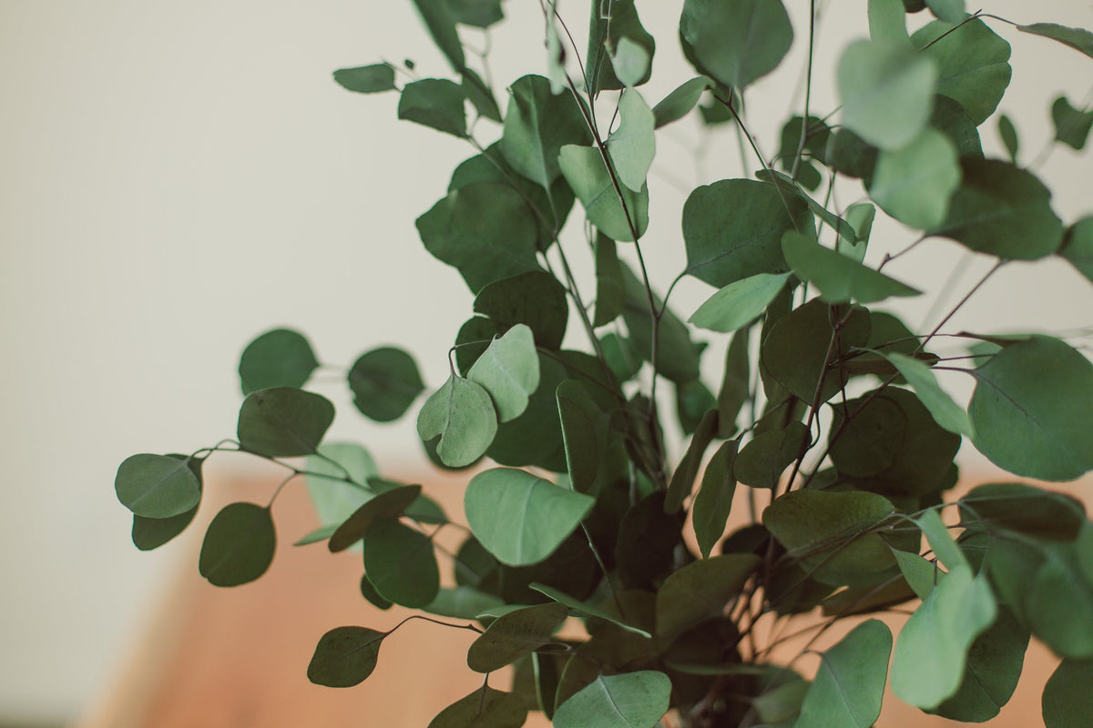 Bouquet d'eucalyptus Dollar d'argent stabilisé