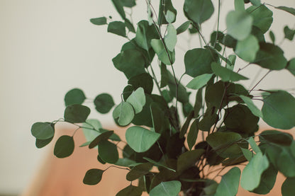 Bouquet d'eucalyptus Dollar d'argent stabilisé