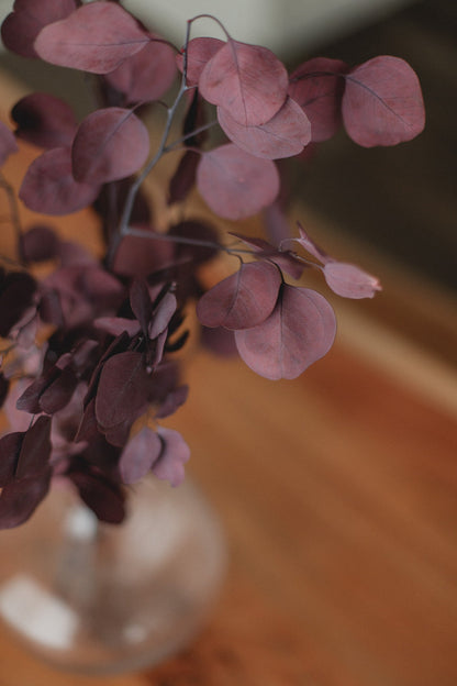 Bouquet d'eucalyptus Dollar d'argent stabilisé