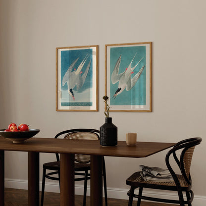 Estampes d'oiseaux J. J. Audubon STATEMENT DUO - Sterne royale |  | disponible encadré